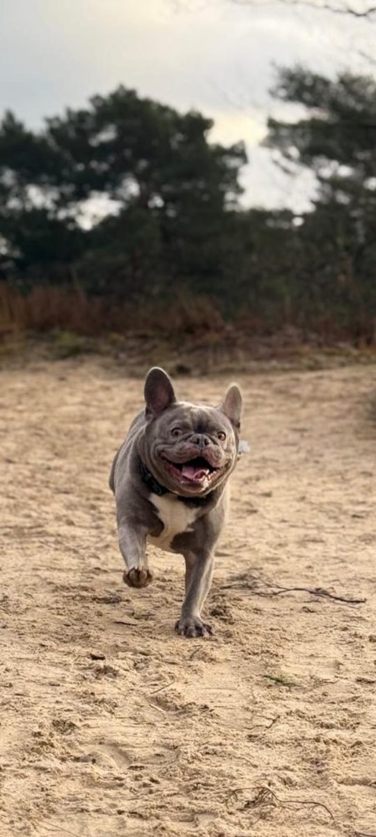 Maui, de Franse bulldog van Maui Pet Daycare, rent buiten in de zon