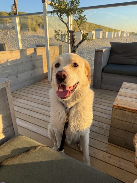 Maremma Appa ontspant op een strandterras tijdens een stranddag in een logeerweekend bij Maui Doggy Daycare