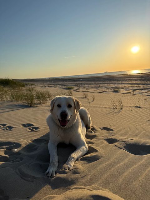 Maremma Appa ligt ontspannen in het zand bij zonsondergang tijdens een stranddag in een logeerweekend bij Maui Doggy Daycare