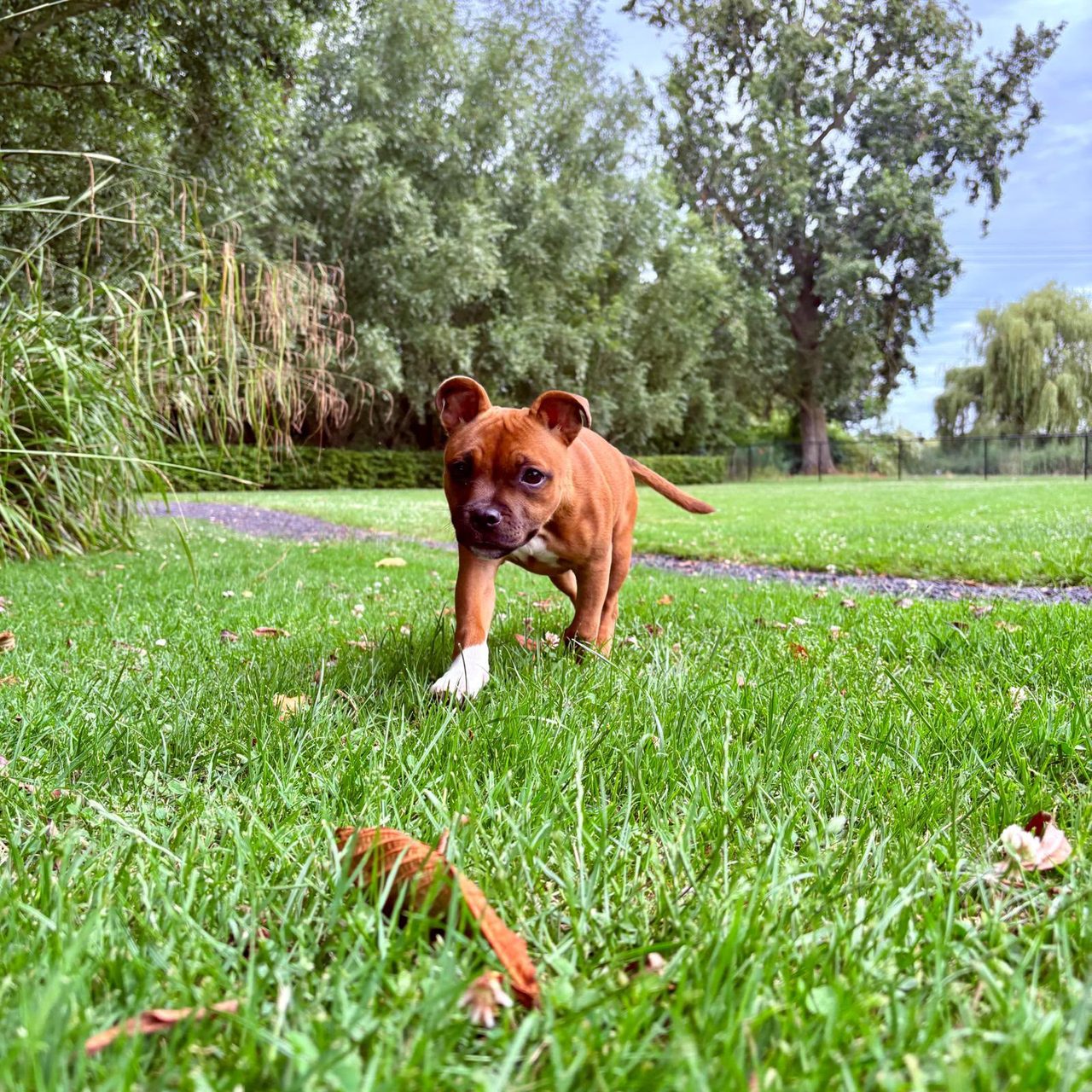Roodbruine Staffordshire bull terriër-pup Daisy loopt door de tuin van Maui Doggy Daycare in Rilland