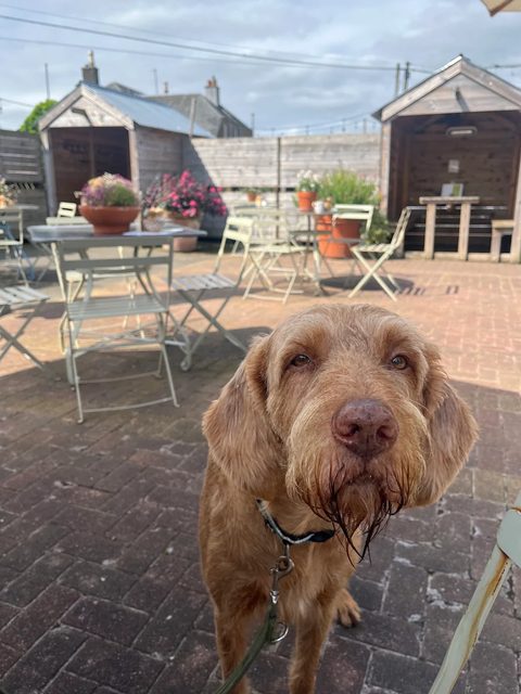 Draadharige Vizsla Reuben op een zonnig caféterras tijdens een dagbesteding-uitje naar een café in de buurt