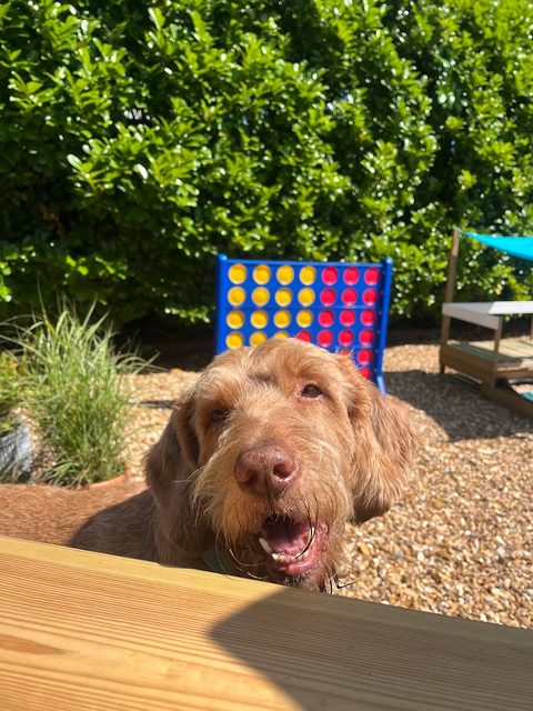Draadharige Vizsla Reuben kijkt vrolijk over een houten tafel tijdens een dagbesteding-uitje naar een café in de buurt